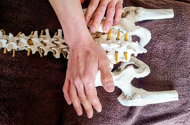 腰痛の痛みが悪化する前に整骨院で骨盤矯正を 画像
